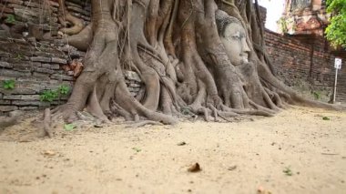 kumtaşı baş Buda Ağaç kökleri