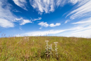 çim alan mavi bulutlu gökyüzü altında