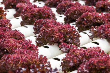 hydroponic sebze bir bahçe dikti.