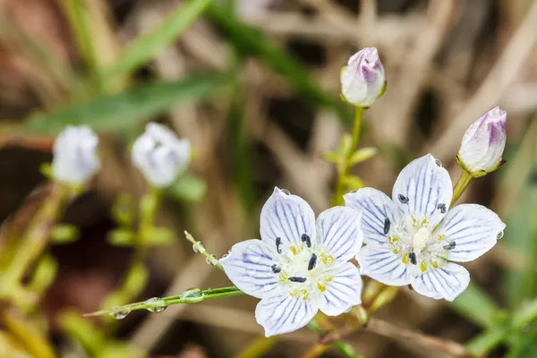 Edelweiss alpine flowers — Stock Photo, Image