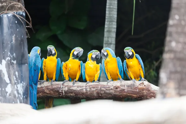 青と黄色のコンゴウインコ鳥. — ストック写真