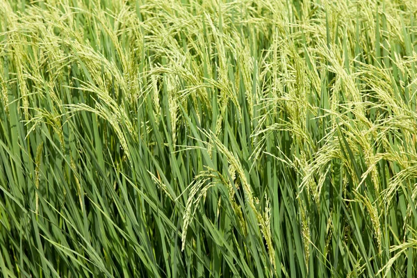 Πράσινο αναποφλοίωτο ρύζι πεδίο. — Φωτογραφία Αρχείου