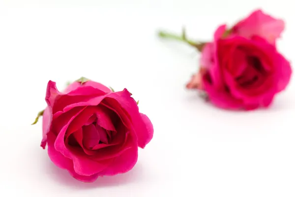 Two roses isolated on white background depth of field — Stock Photo, Image