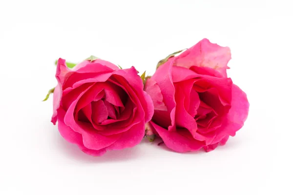 Dvě růže izolovaných na bílém pozadí hloubky ostrosti — Stock fotografie