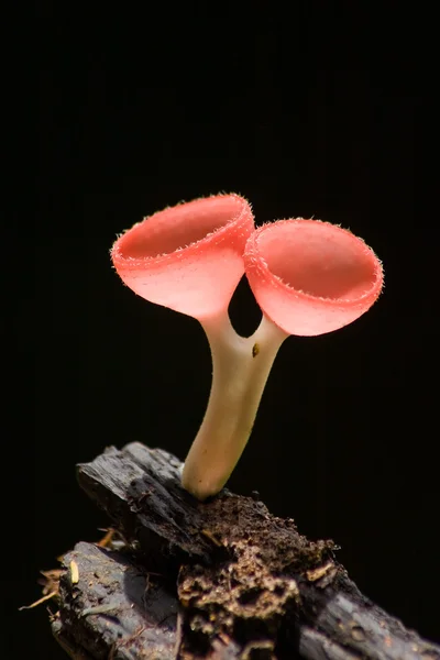 Orange mushroom — Stock Photo, Image