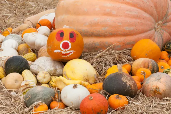 Pumpkins with different colours in the field — Stock Photo, Image