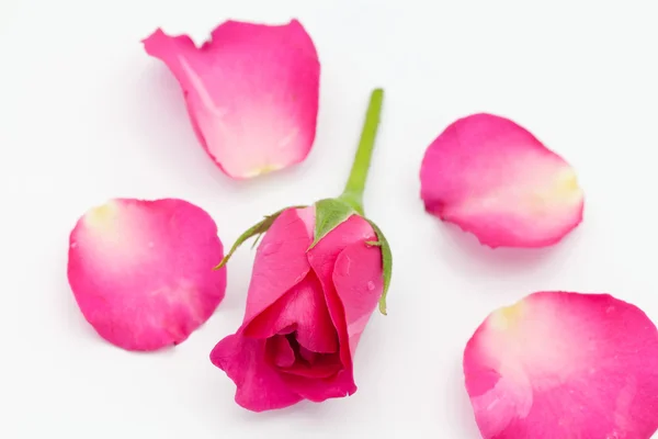 Hermosas rosas rojas y pétalos — Foto de Stock