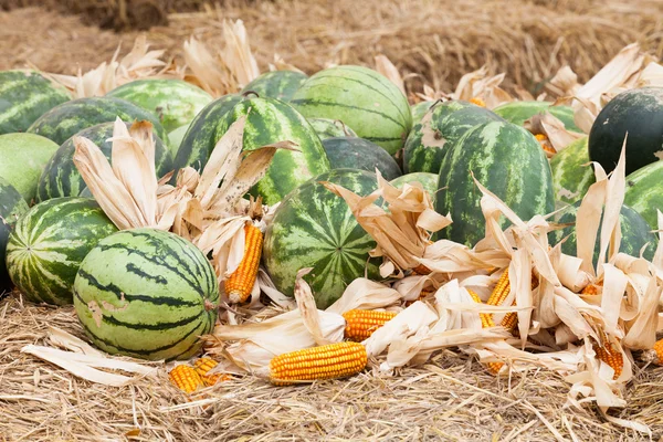 Watermelon and dry corn on a pile of straw. — Stock Photo, Image