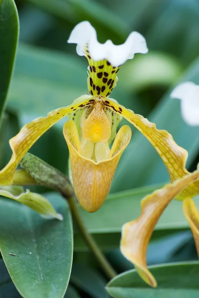 Close up of lady's slipper orchid — Stock Photo, Image