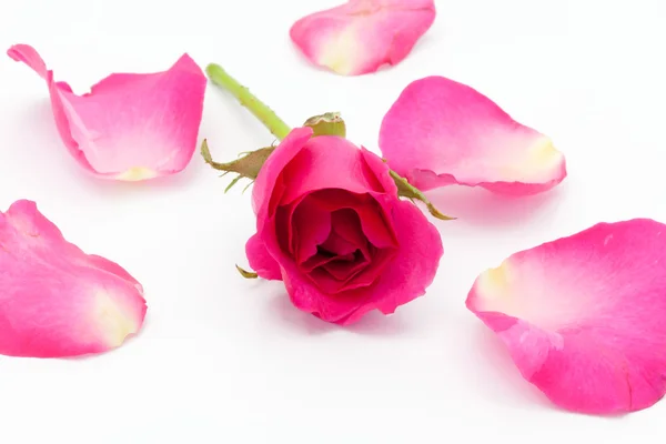 Beautiful red roses and petals — Stock Photo, Image