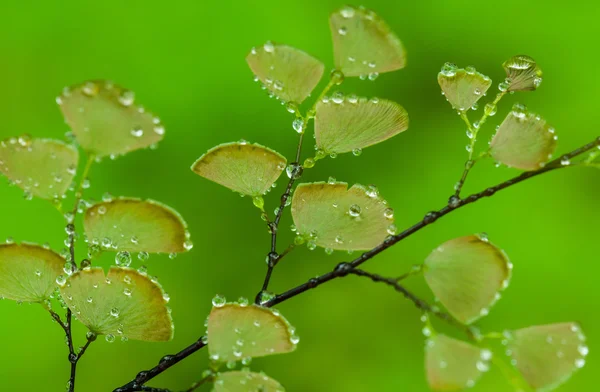 Растения папоротника покрывают землю естественного леса — стоковое фото
