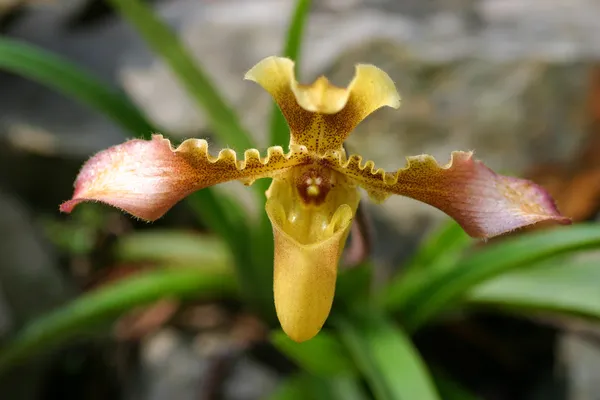 Zblízka lady's střevíček orchidej — Stock fotografie