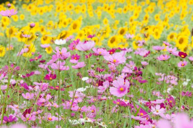 Çayırdaki güzel çiçekler