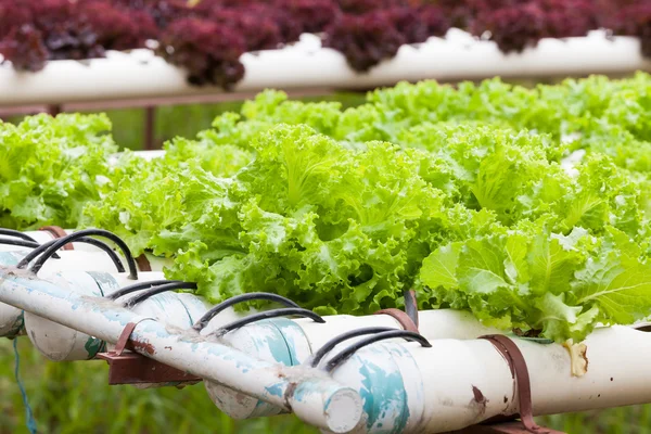 Hydroponic vegetable is planted in a garden. — Stock Photo, Image