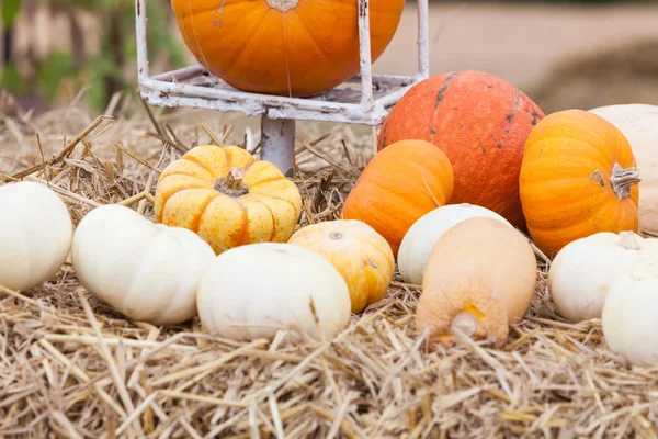 Pumpkins with different colours in the field — Stock Photo, Image