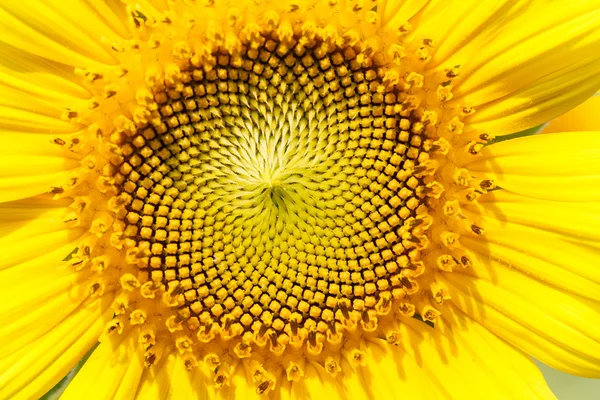 Sunflowers macro detail. — Stock Photo, Image