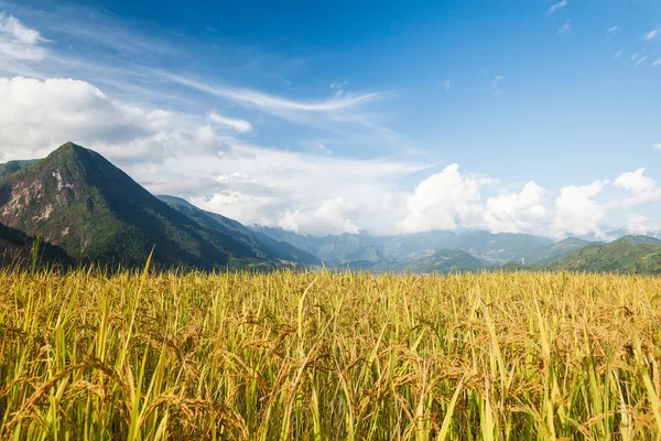 高山上的稻田 — 图库照片