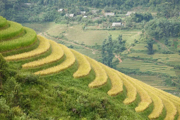 Rice terraces in the mountains — Stock Photo, Image