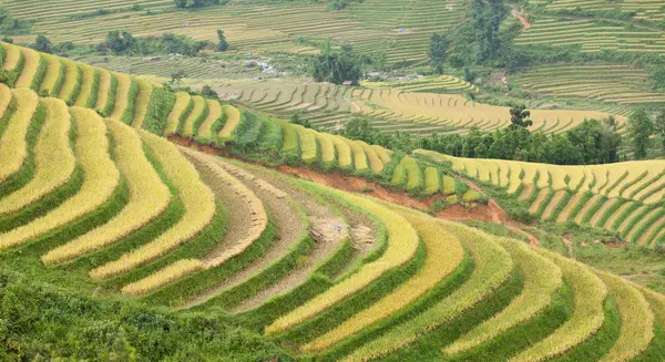 高山上的稻田 — 图库照片