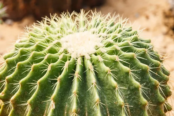 Detail of cactus growing — Stock Photo, Image