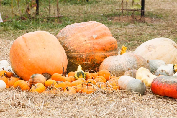 Calabazas con diferentes colores en el campo —  Fotos de Stock