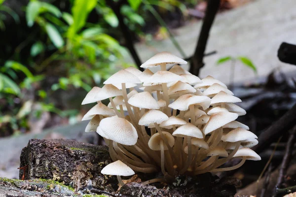 Cogumelos florestais — Fotografia de Stock