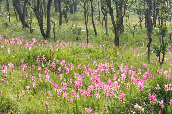 Pink field of Siam tulip — Stock Photo, Image