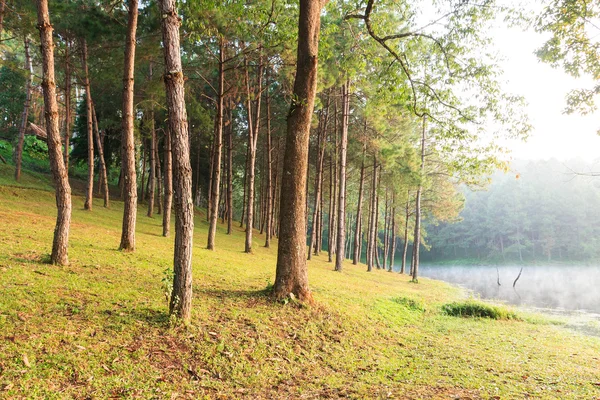 Raggi di sole in boschi di abete rosso naturale — Foto Stock