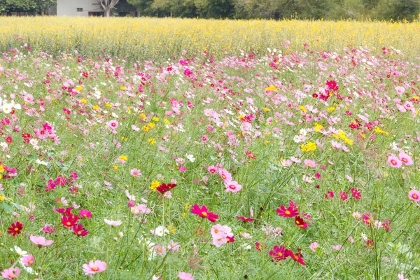 牧草地の美しい花々 — ストック写真