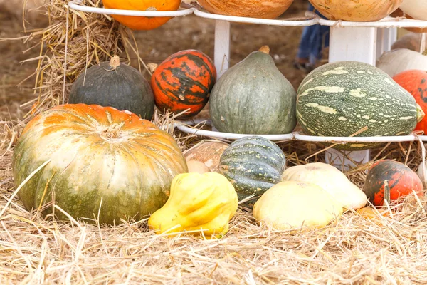 Calabazas con diferentes —  Fotos de Stock