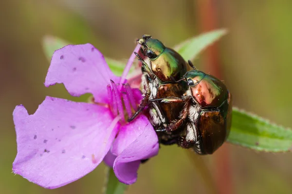 Chrysomeliden-Käfer — Stockfoto