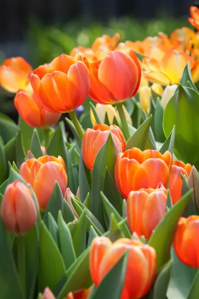 Beautiful flowers — Stock Photo, Image