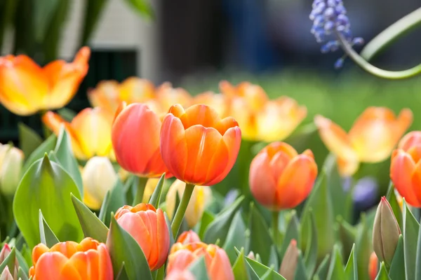 Schöne Blumen — Stockfoto