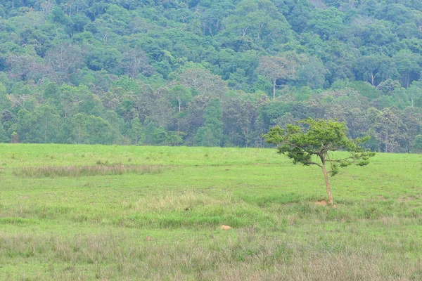 Bosque lluvioso — Foto de Stock