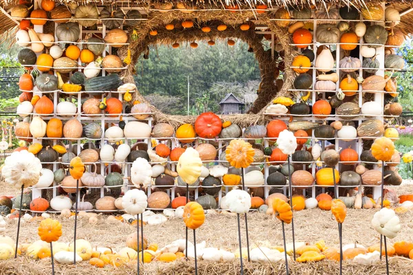 Colours Pumpkins — Stock Photo, Image