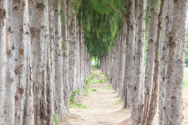 松树树 — 图库照片