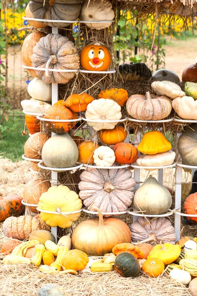 Colours Pumpkins — Stock Photo, Image