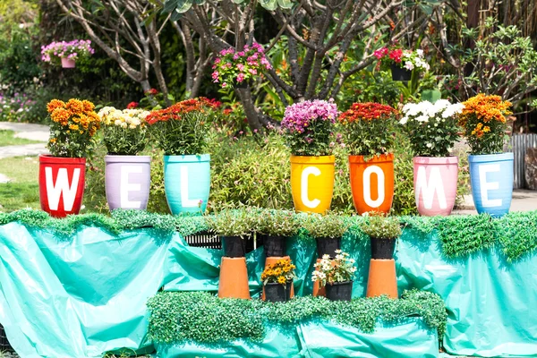 Vaso de argila flor — Fotografia de Stock