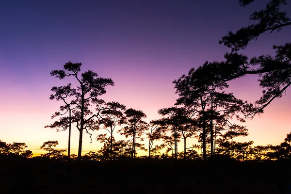 Pôr-do-sol e pinheiros — Fotografia de Stock
