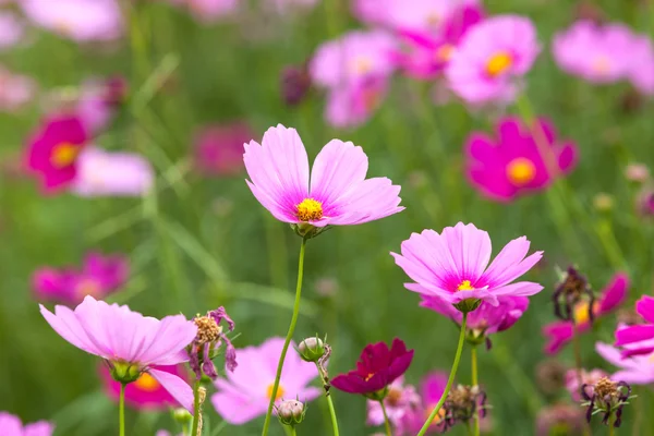 Hermosas flores en el prado —  Fotos de Stock