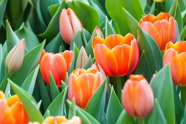 Beautiful flowers — Stock Photo, Image