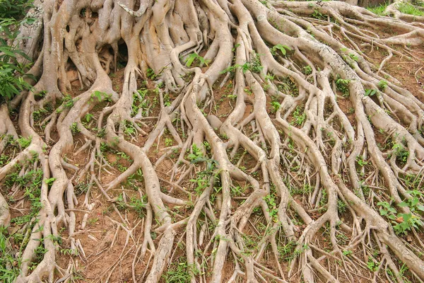 Kořeny stromů Stock Fotografie