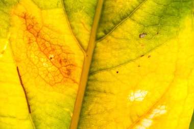 kurutulmuş sarı yapraklar kadar yakın