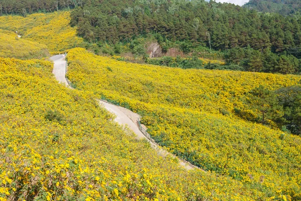 Le champ des fleurs jaunes — Photo