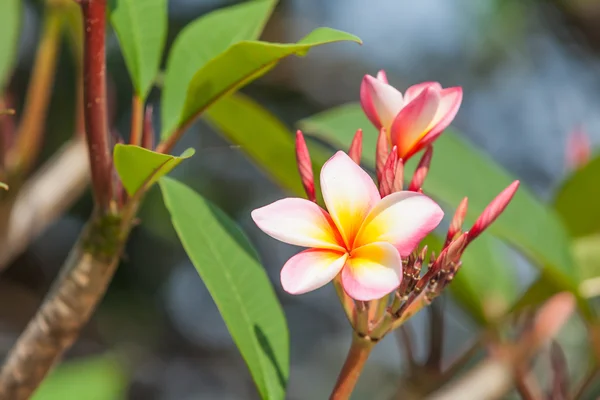 Tropikal çiçek şube — Stok fotoğraf