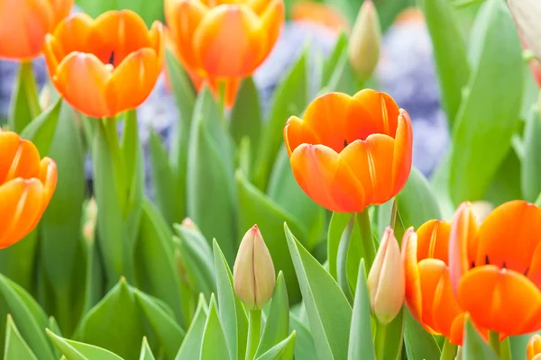 Beautiful flowers — Stock Photo, Image