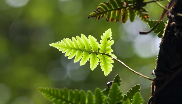 Green lush ferns — Stock Photo, Image