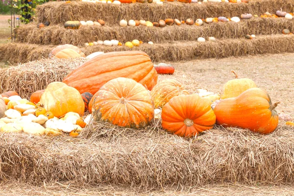 Pumpkins with different colours in the field — Stock Photo, Image