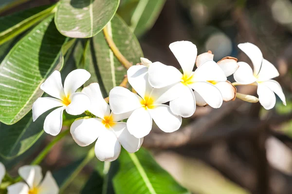Branch of tropical flowers — Stock Photo, Image