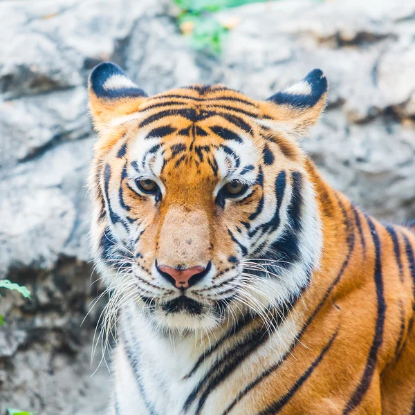 Bengalisk tiger. — Stockfoto